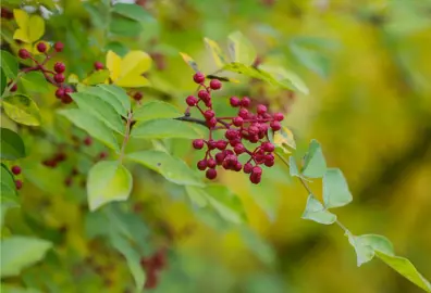 zanthoxylum-simulans-hy-red-