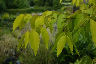 zelkova-kiwi-sunset-2