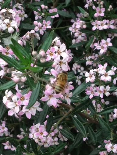 Zieria 'Pink Crystals' plant with pink flowers and green foliage.