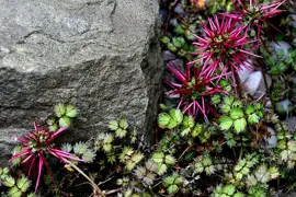 Acaena microphylla