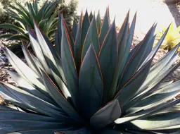 Agave Blue Glow