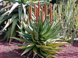 Aloe rupestris