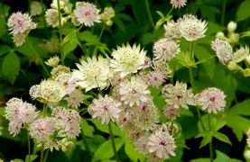 Astrantia major