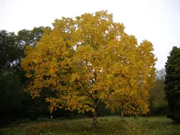 Betula maximowicziana