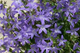 Campanula poscharskyana