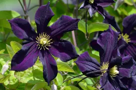 Clematis Romantika