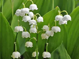 Convallaria majalis