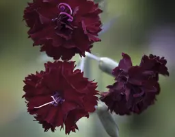 Dianthus King of the Blacks