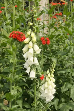 Digitalis purpurea f albiflora