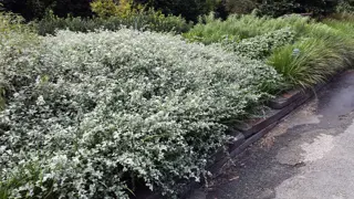 Helichrysum petiolare