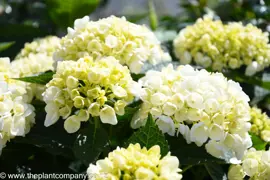 Hydrangea 'Bridal Bouquet'
