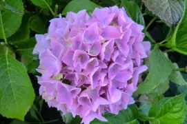 Hydrangea Colonel Durham