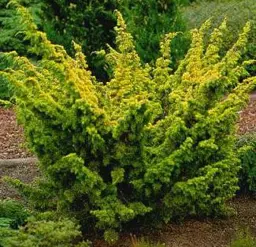 Juniperus Plumosa Aurea