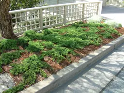 Juniperus procumbens 'Nana' (Japanese Garden Juniper)