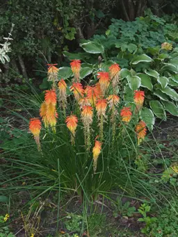 Kniphofia linearifolia