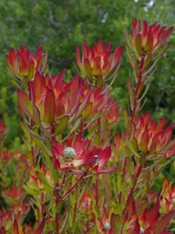 Leucadendron salignum