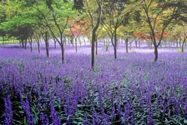 Liriope muscari