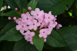 Luculia gratissima