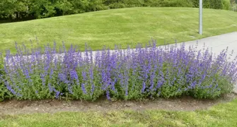 Nepeta faassenii (Catmint)