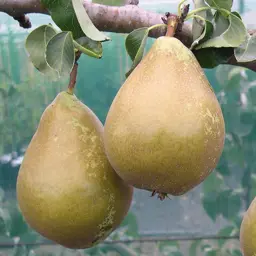 Pear Double Graft Williams Bon Chretien & Winter Nellis