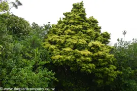 Podocarpus totara Aurea