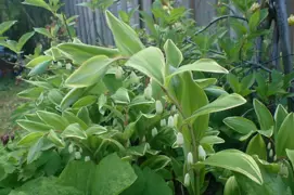 Polygonatum multiflorum Variegatum