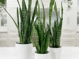 Sansevieria Black Coral