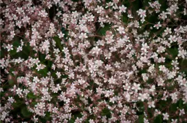 Saxifraga umbrosa