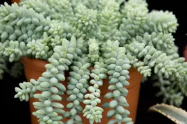 Sedum morganianum