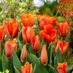 Tulip Orange Babies