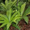 Ferns