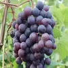 Grapevines