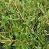 Groundcover Plants