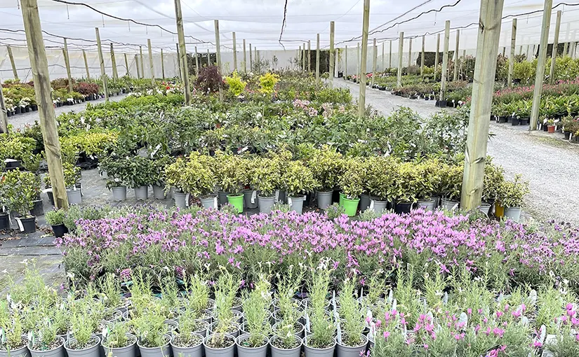 Rows of potted plants in the nursery.