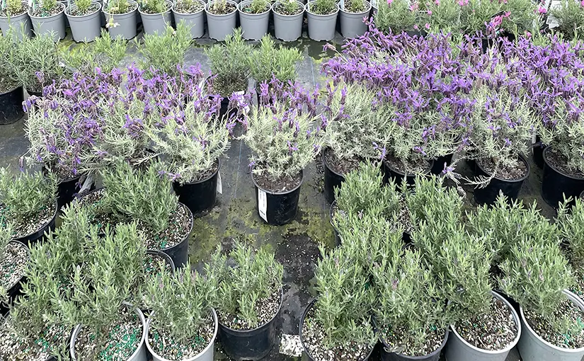 Rows of potted plants in the nursery.