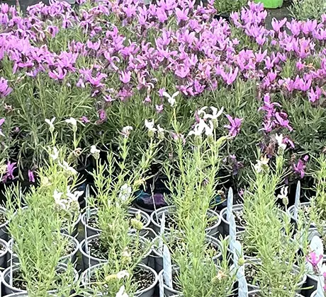 Rows of plants in the plant centre.